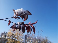 雪霽潤(rùn)美景 摯情系家園